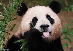旅韩大熊猫“福宝”