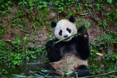 大熊猫“云川”和“
